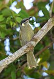 Lewin's Honeyeaterborder=